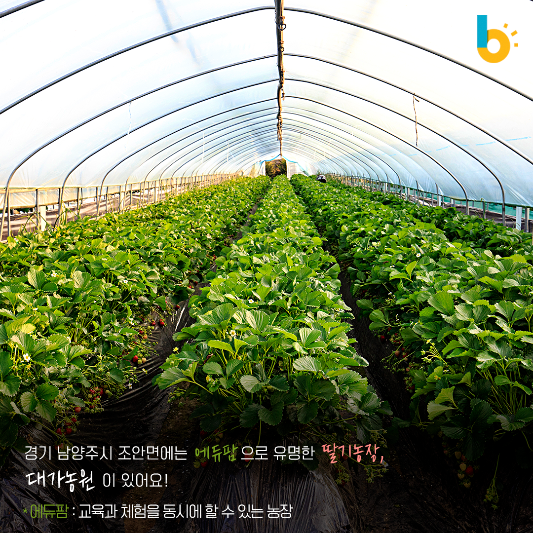 경기 남양주 조안면에는 에듀팜으로 유명한 딸기농장, 대가농원이 있어요! 에듀팜 : 교육과 체험을 동시에 할 수 있는 농장