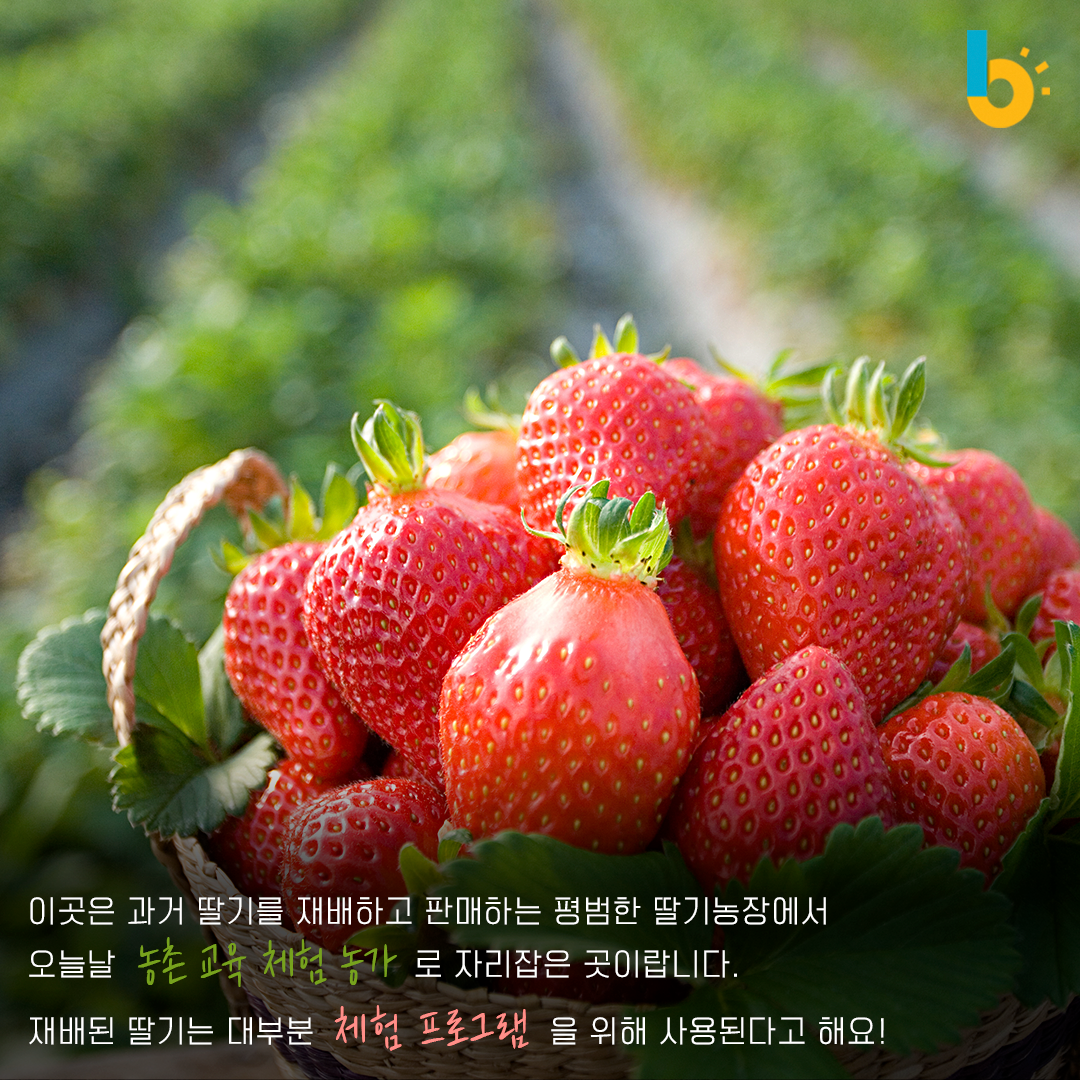 이곳은 과거 딸기를 재배하고 판매하는 평범한 딸기농장에서 오늘날 농촌교육체험농가로 자리잡은 곳이랍니다. 재배된 딸기는 대부분 체험 프로그램을 위해 사용된다고 해요!