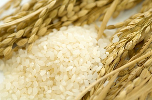 유기농 쌀